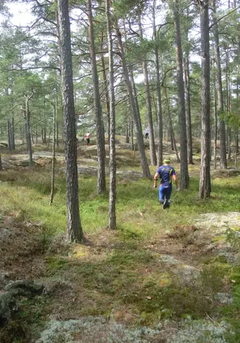 Fin skog