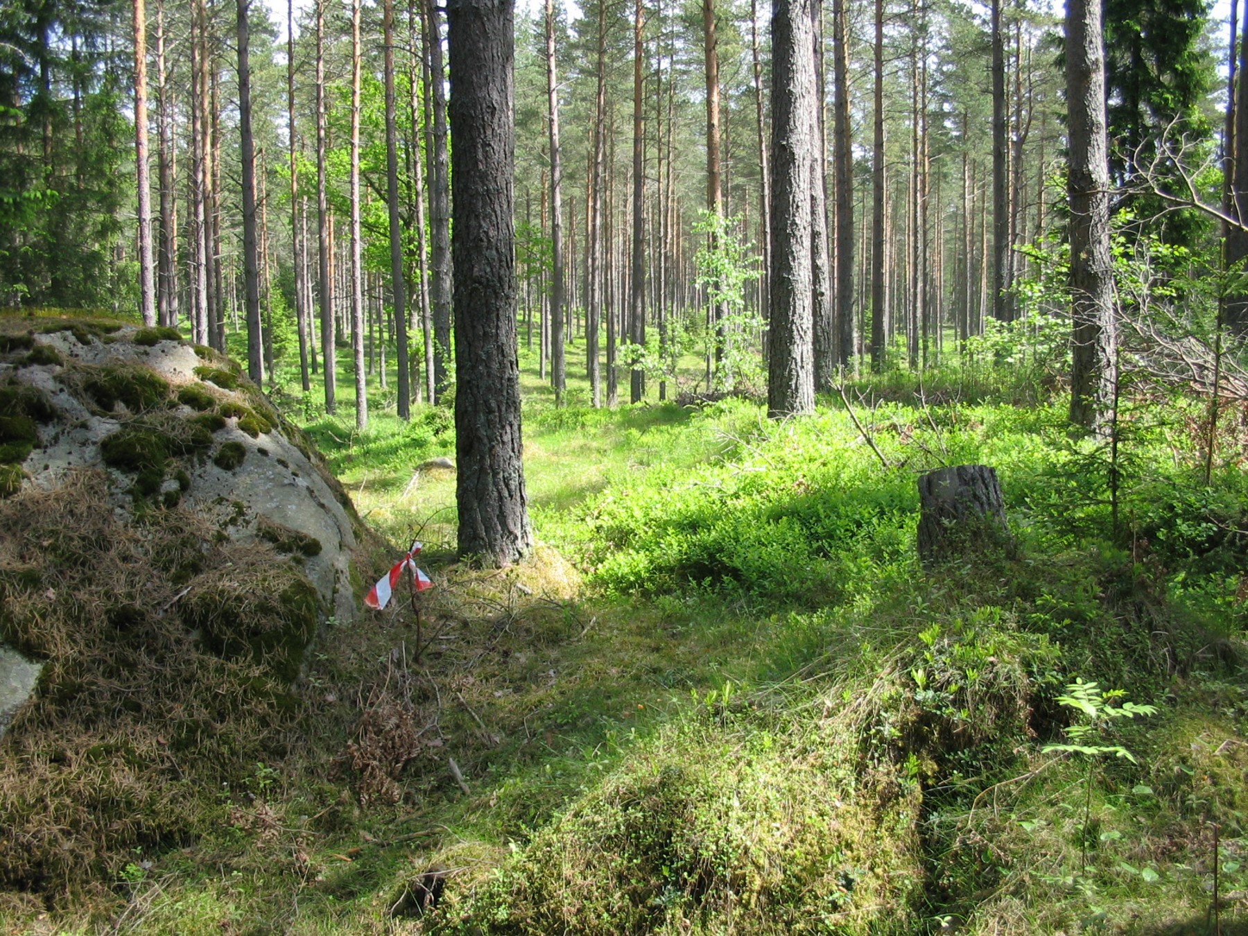 Tibro Björkhult Sten 2006