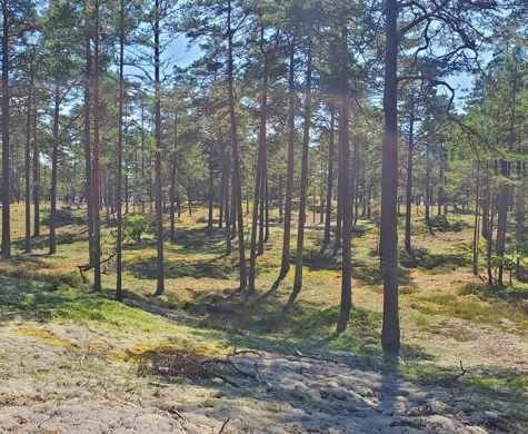 Terrängen på Öland har lockat många till start på Veteran-SM kommande veckoslut.