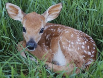 M&V Bild Rådjurskid 200524