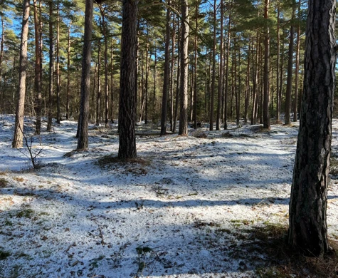 Tallskog med lite snö på marken i Skummeslöv.