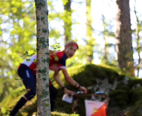 Bakom ett träd i en skog syns en manlig orienterare som stämplar en kontroll.