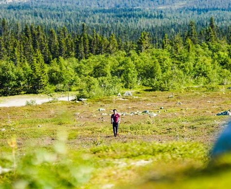 Orienterare på Idre Fjäll