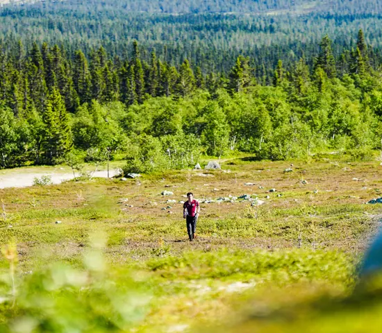 Orienterare på Idre Fjäll