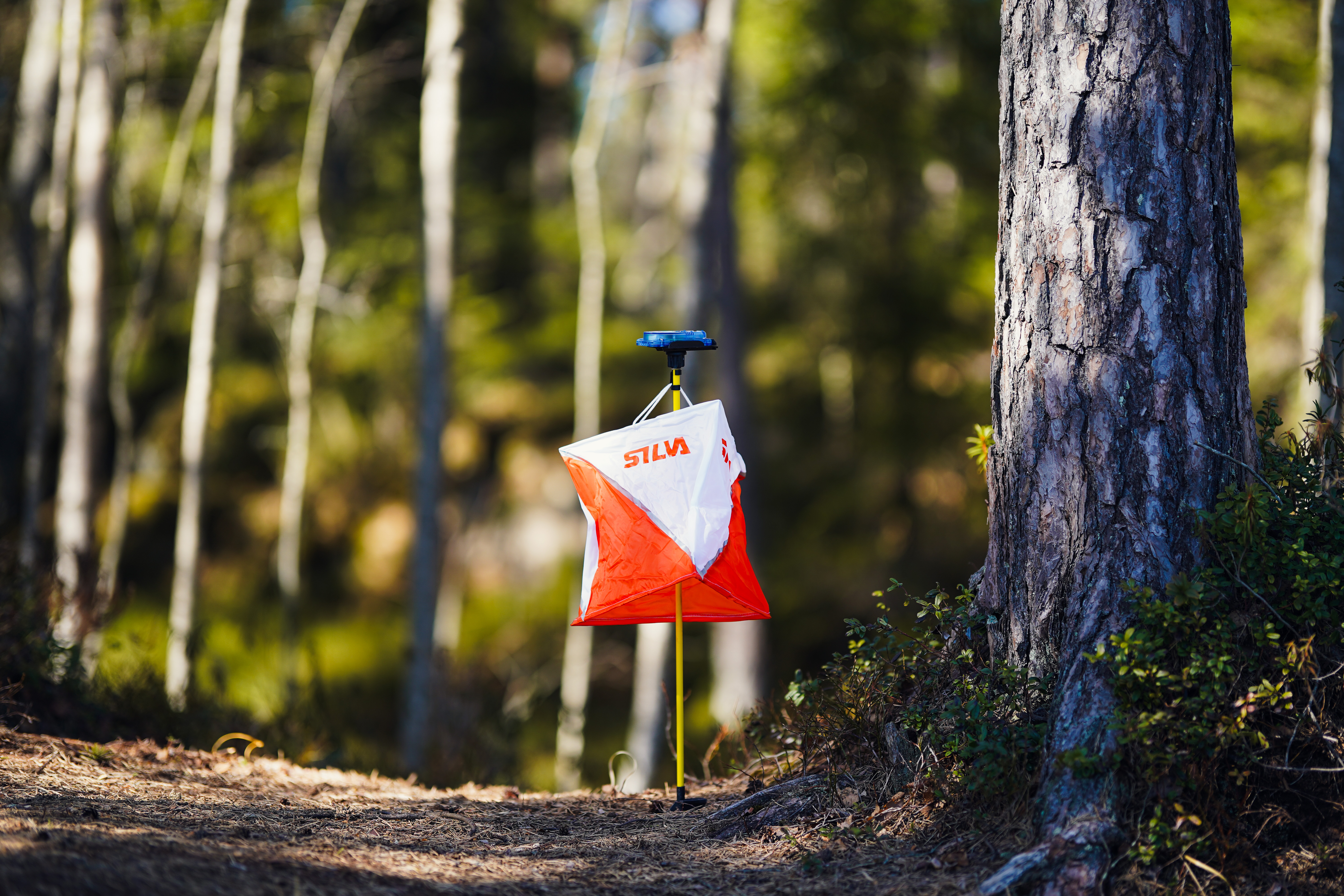 Genrebild Skog Teromarjamäki 7