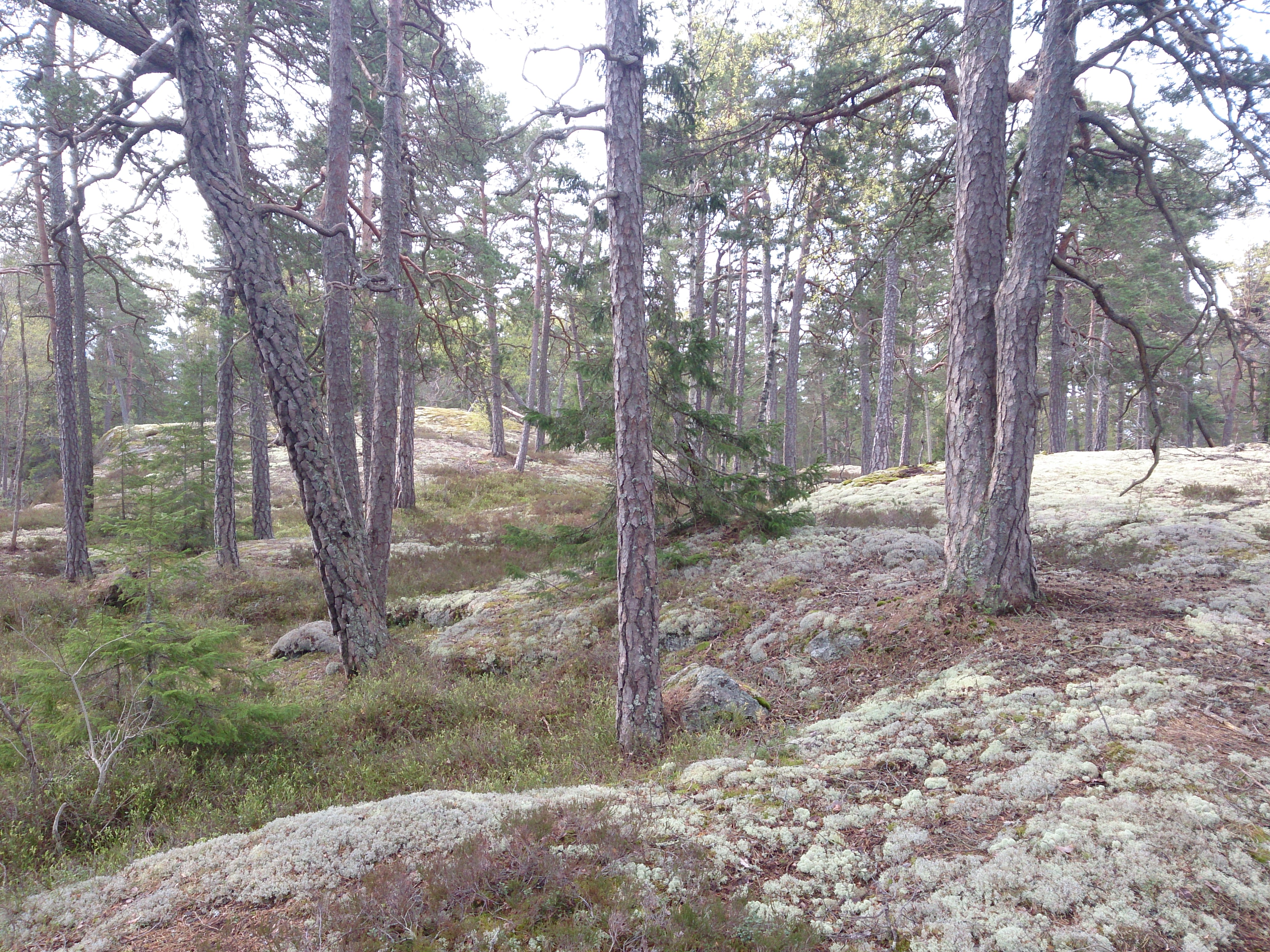 Typisk Skärgårdsterräng