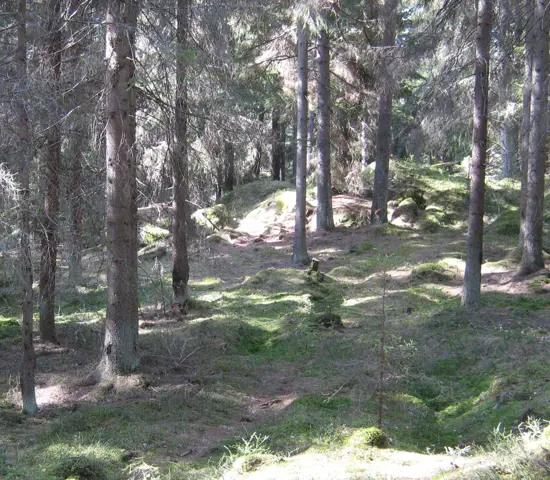 Granskog på Gålö