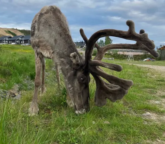 En ren på Idre Fjäll