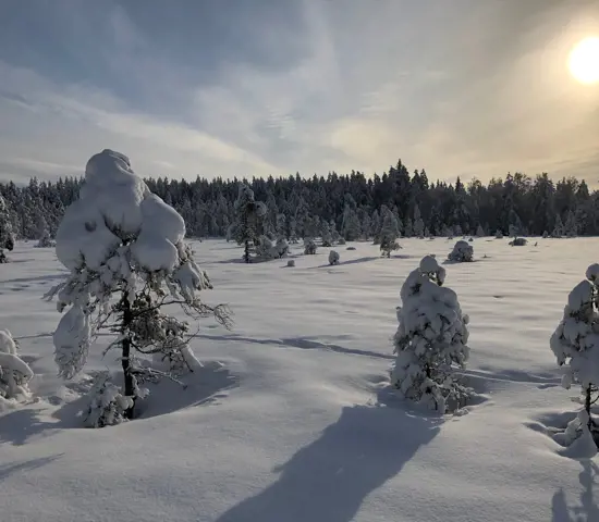 230218 Svenska Cupen 3 Umeå Cecilia Rydberg Umeå OK