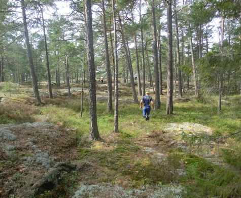 Fin skog