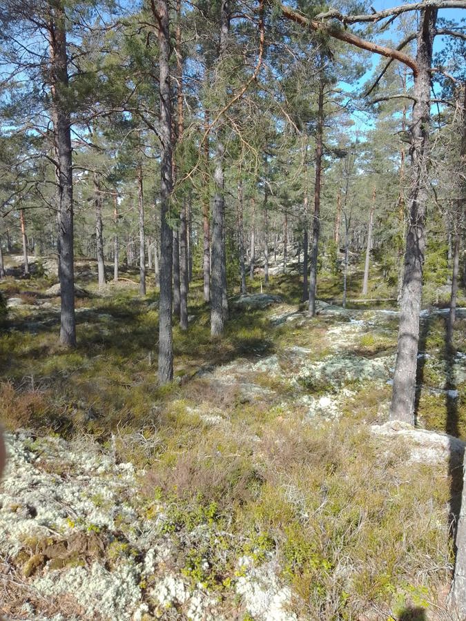 Skogen inför Stigtomtakavlen 2023.