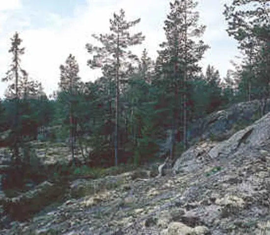 Skog1